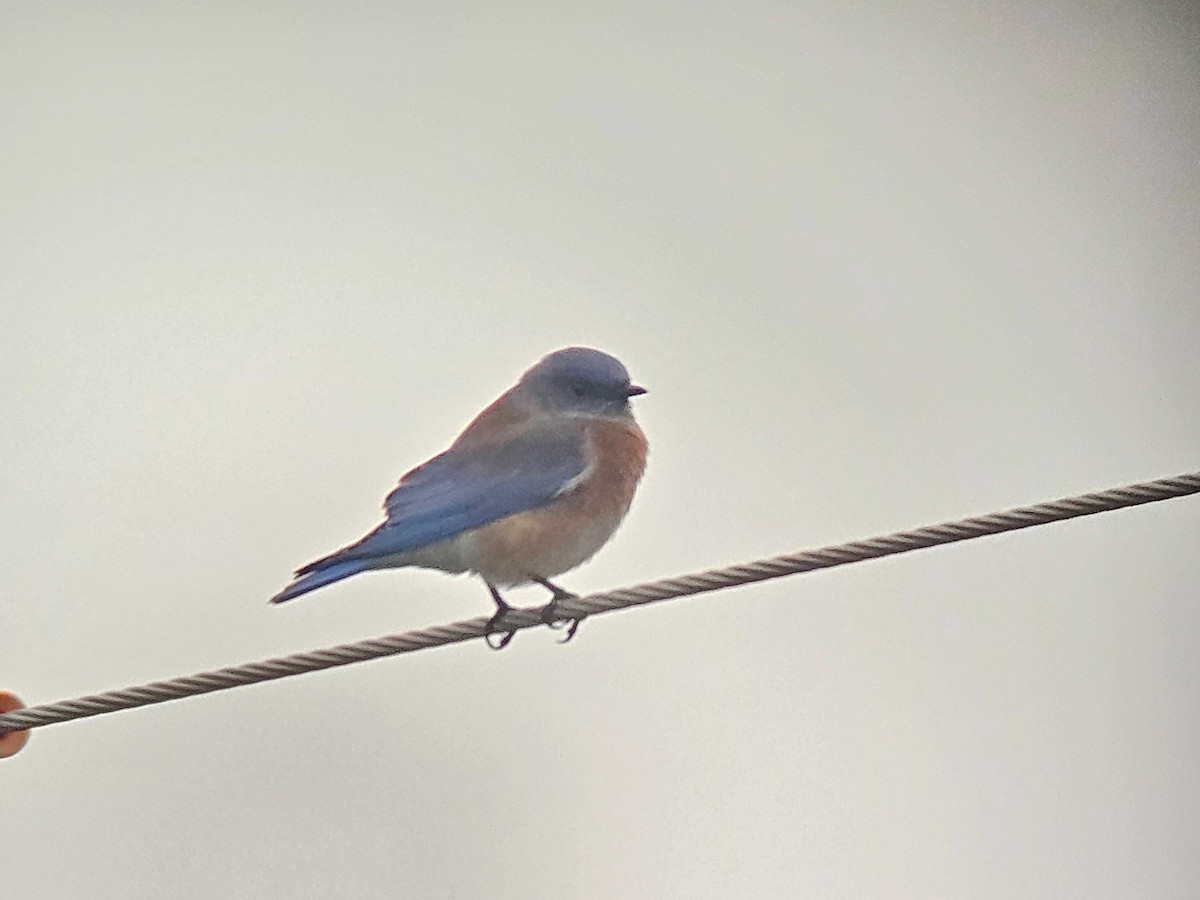 Western Bluebird - ML646501111