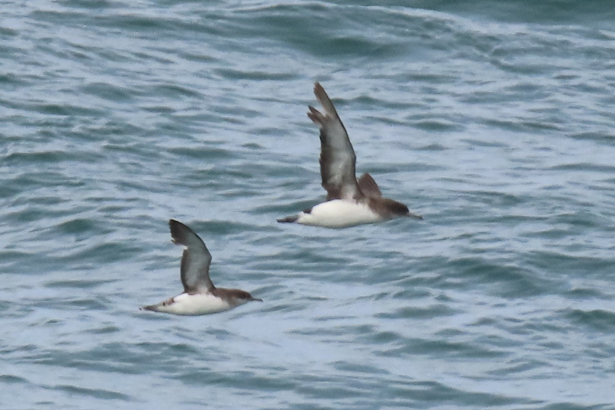 Gabai hegal-arina - ML646501112