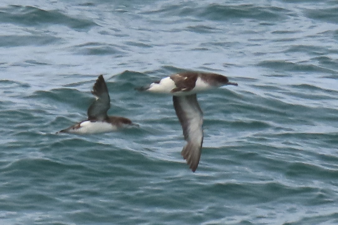 Gabai hegal-arina - ML646501113