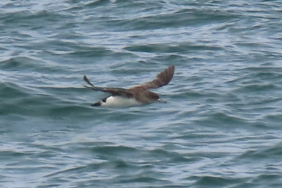 Gabai hegal-arina - ML646501114