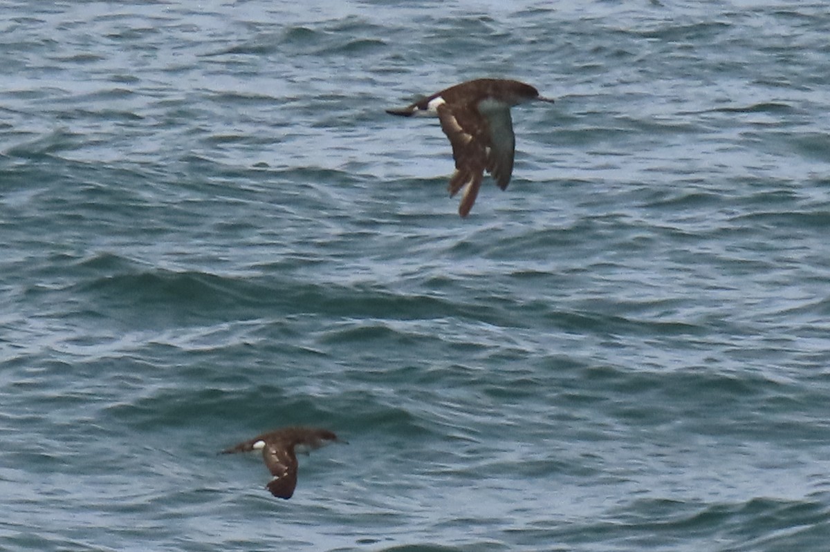 Gabai hegal-arina - ML646501115