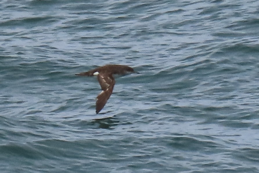 Gabai hegal-arina - ML646501116