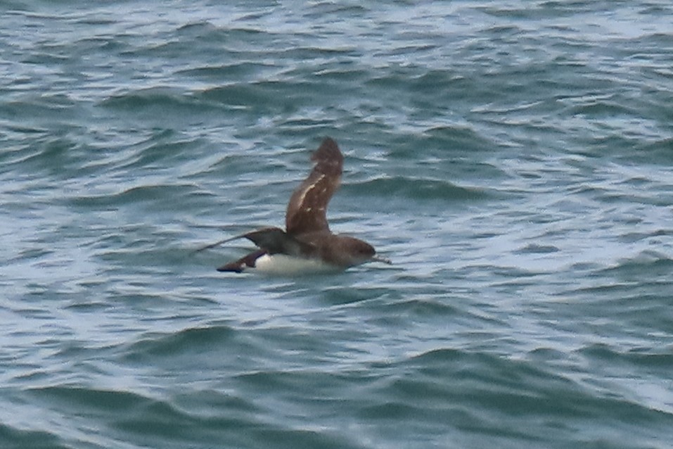 Gabai hegal-arina - ML646501117