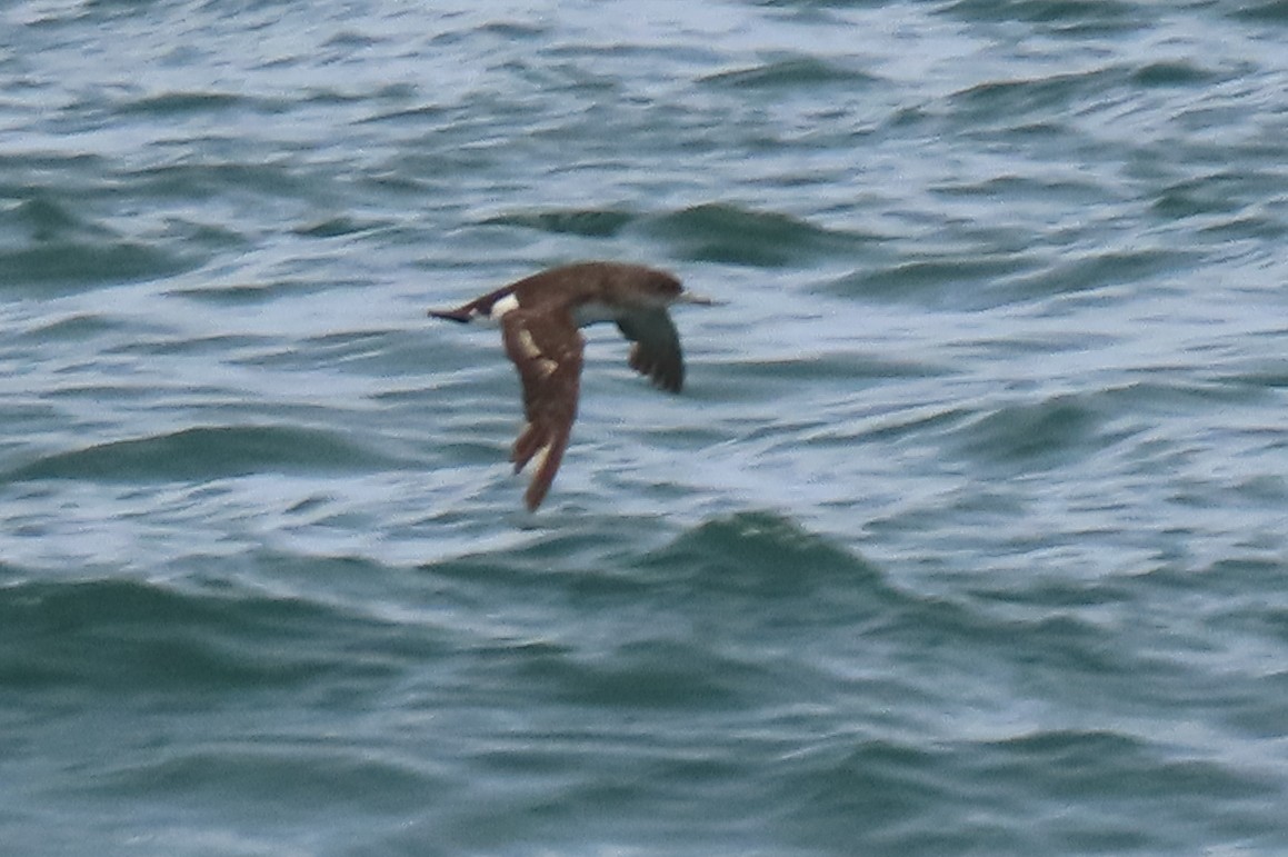 Gabai hegal-arina - ML646501118