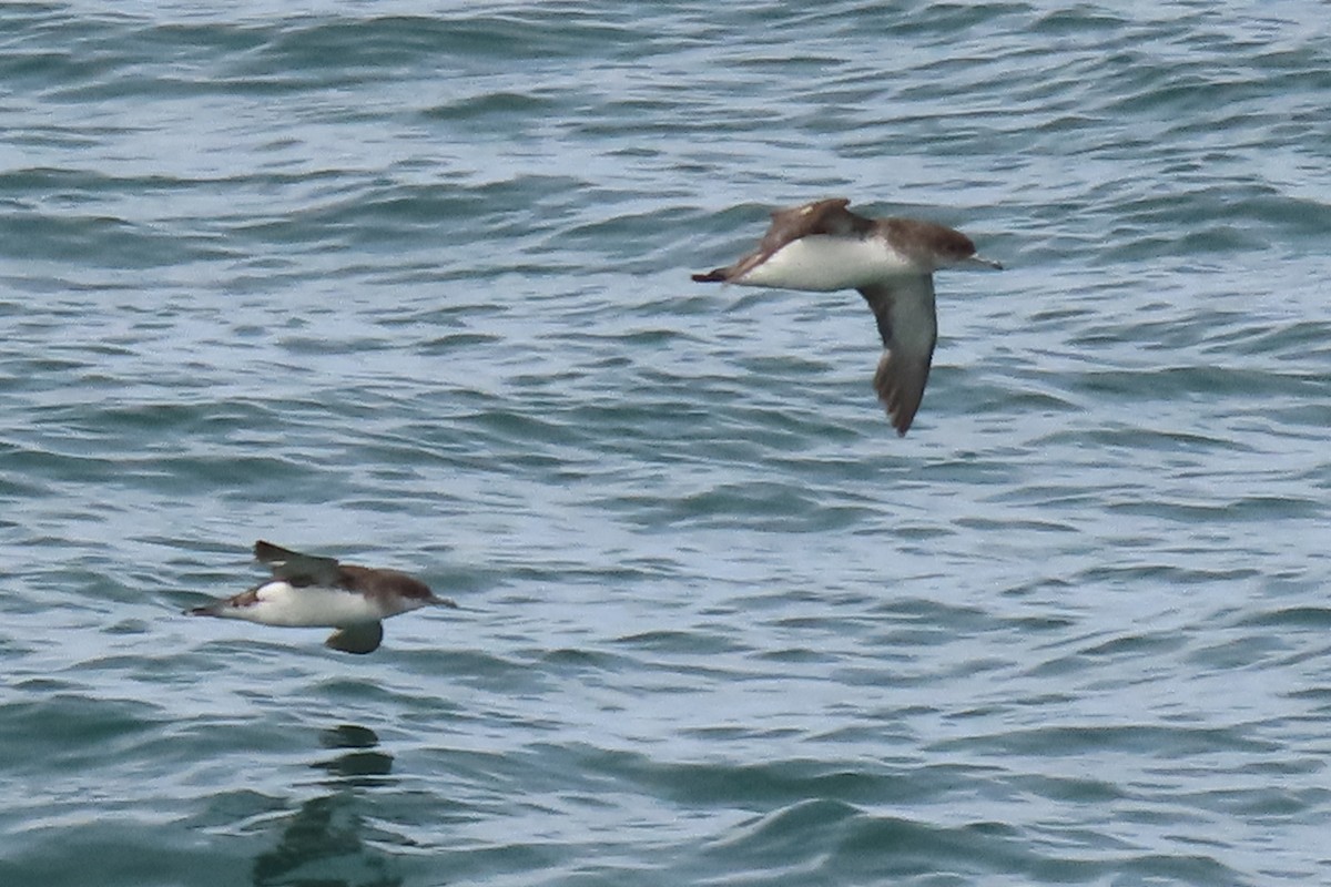 Gabai hegal-arina - ML646501119