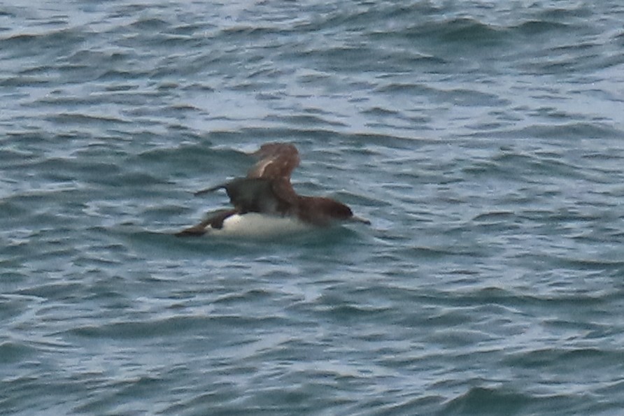 Gabai hegal-arina - ML646501120