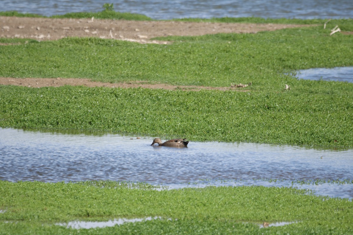 Boz Ördek - ML646501124