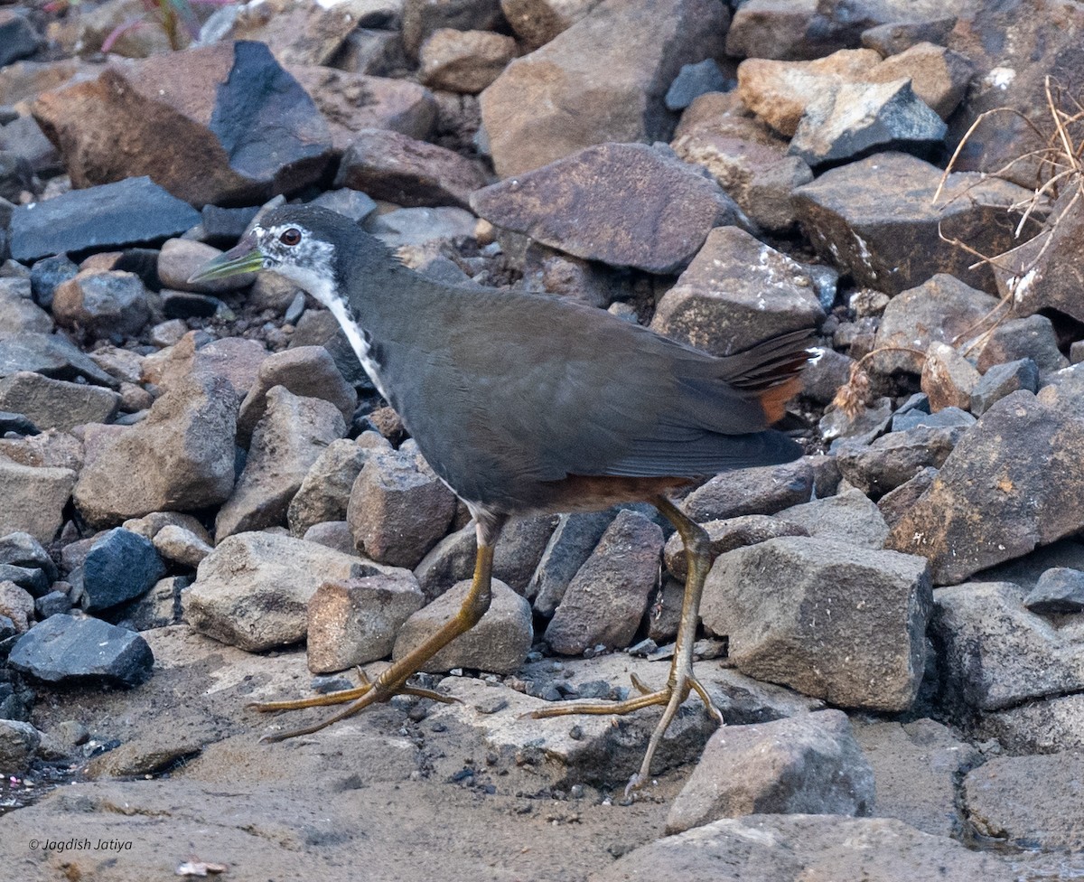 White-breasted Waterhen - ML646501125