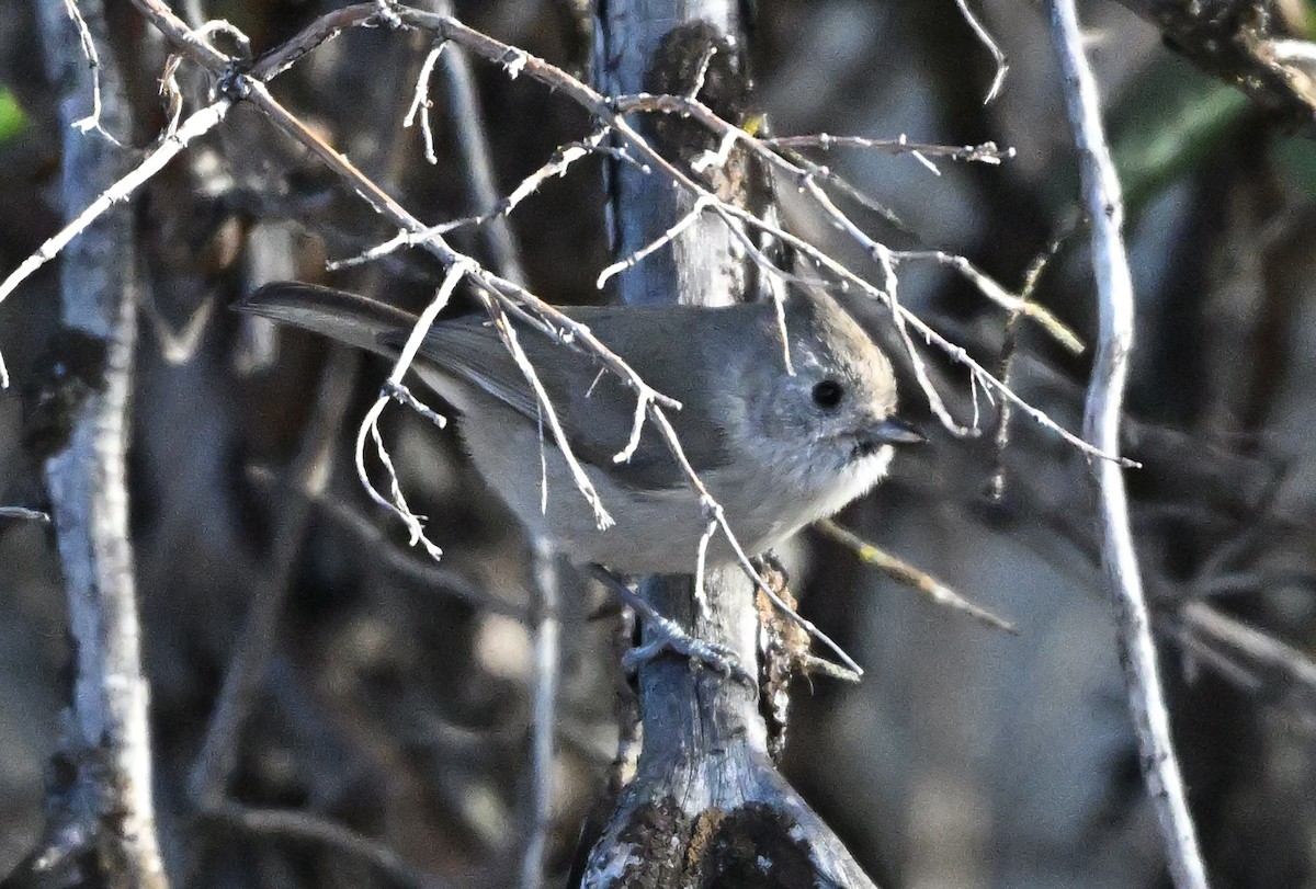 Oak Titmouse - ML646501126