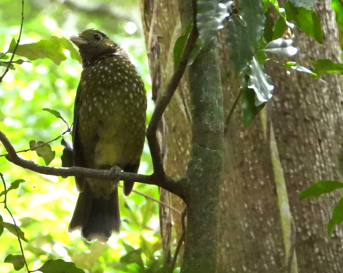 Green Catbird - ML646501127