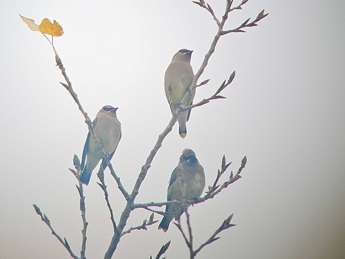 Cedar Waxwing - ML646501128