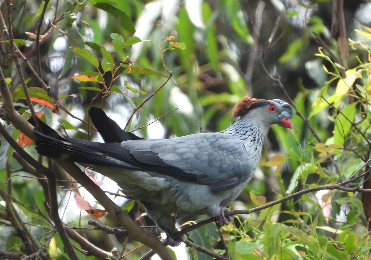 Topknot Pigeon - ML646501129