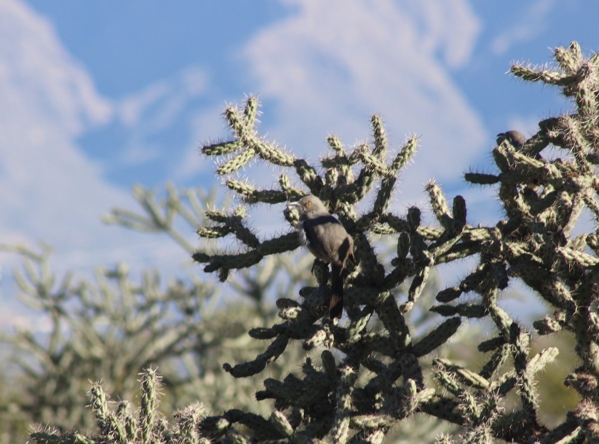 Тремблер бурий - ML646501131