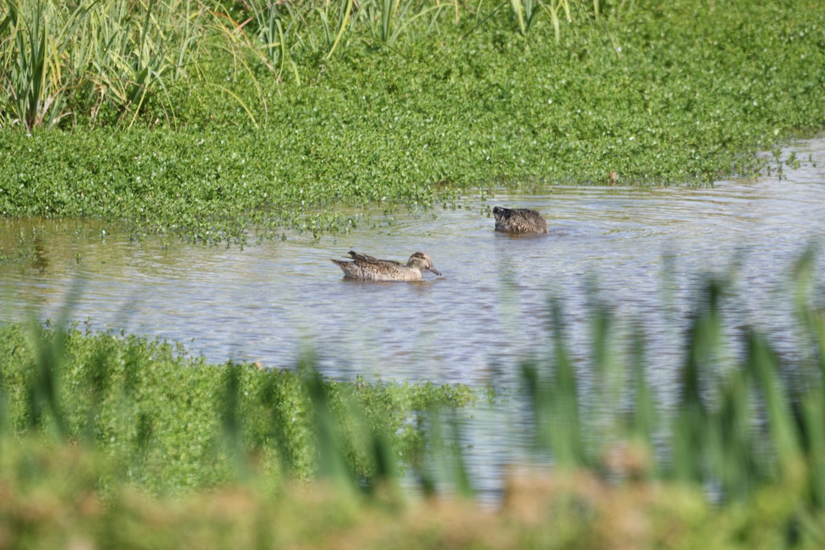 Green-winged Teal - ML646501132