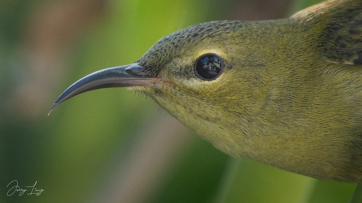 エンビタイヨウチョウ - ML646501133