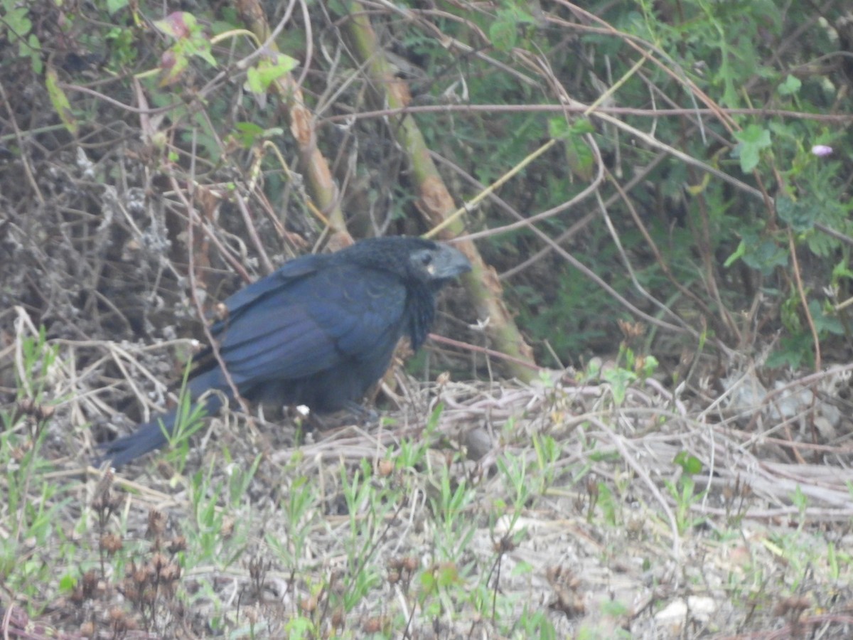 Groove-billed Ani - ML646501134