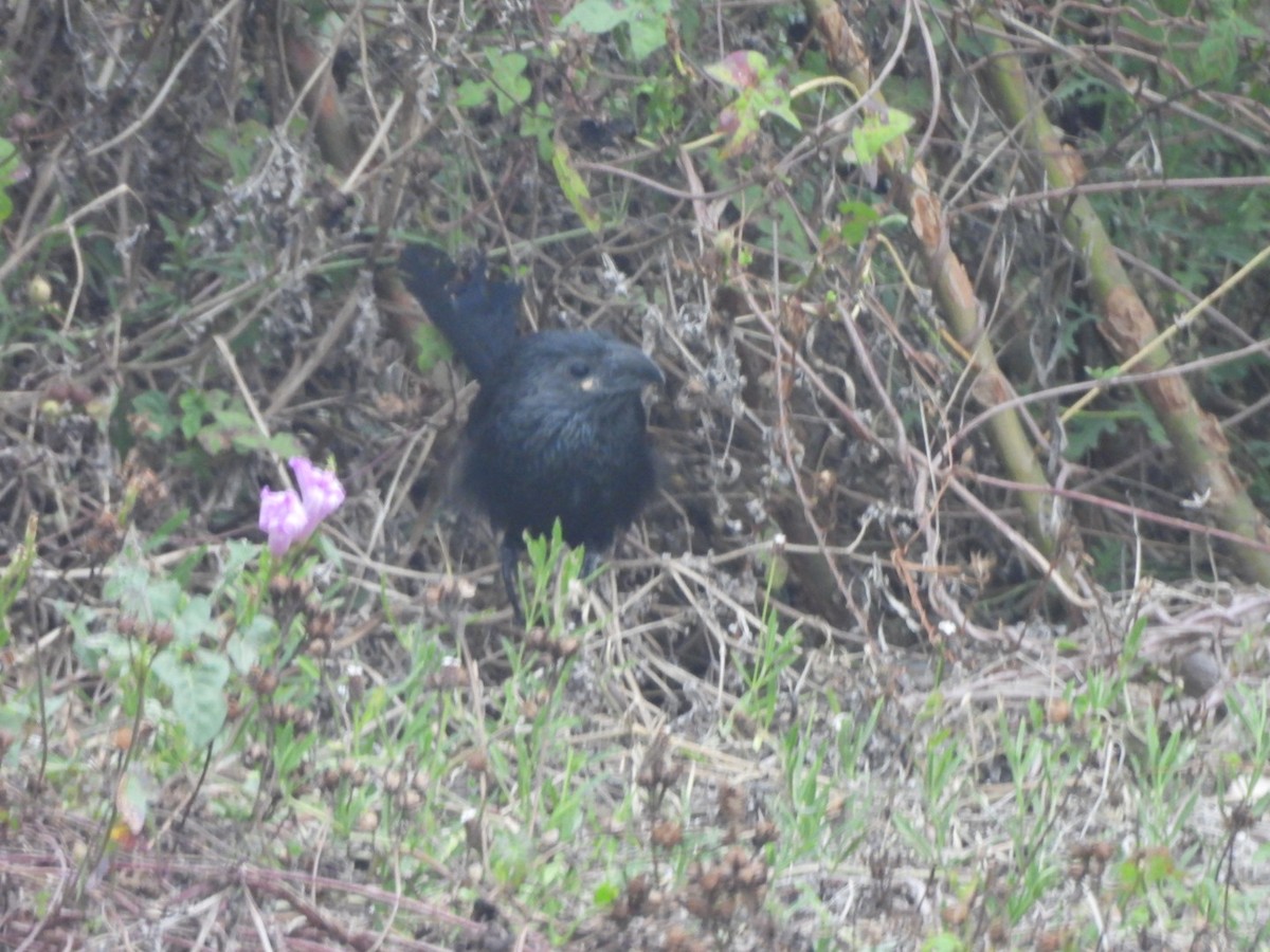 Groove-billed Ani - ML646501135