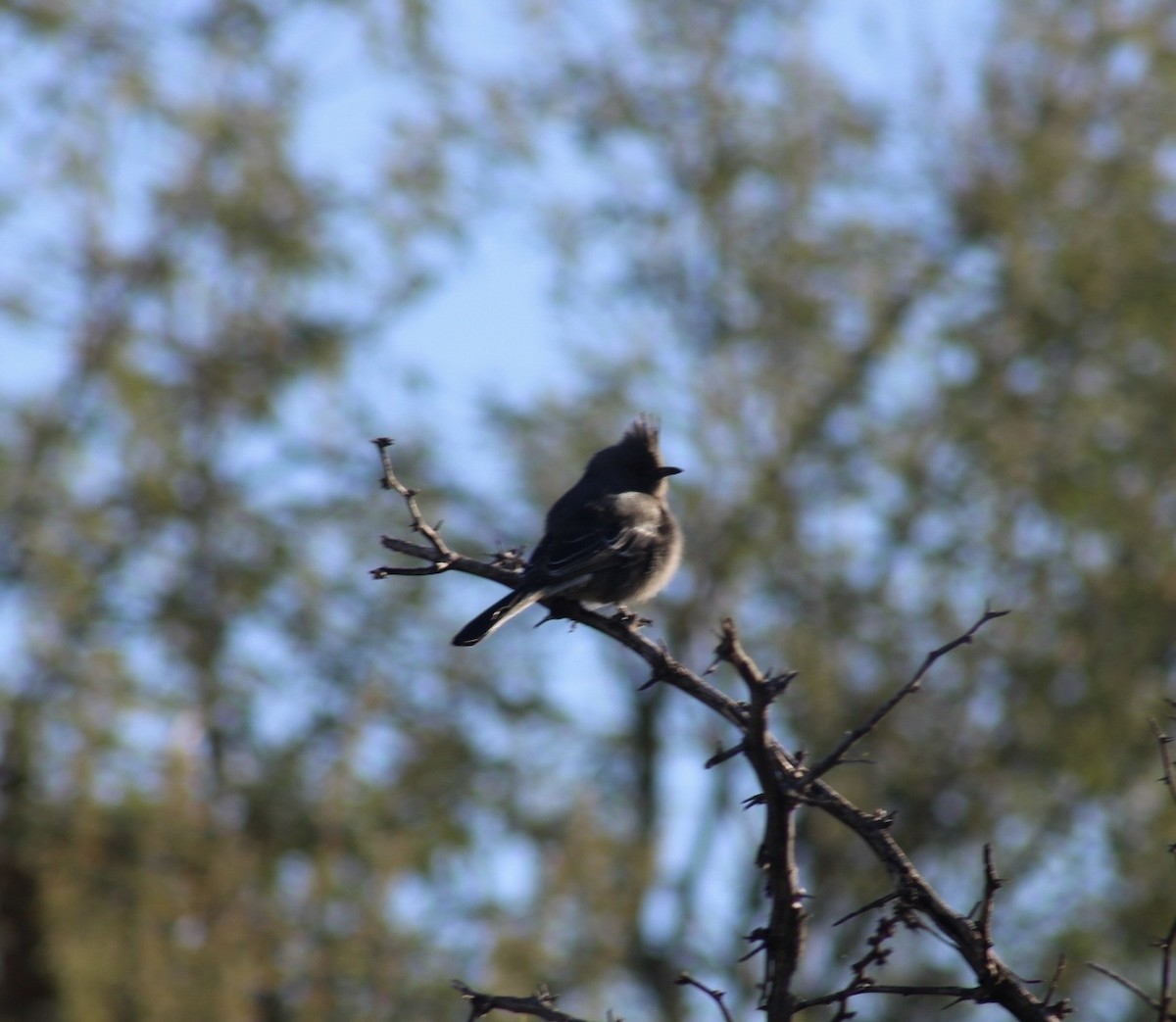 Чубак чорний - ML646501136