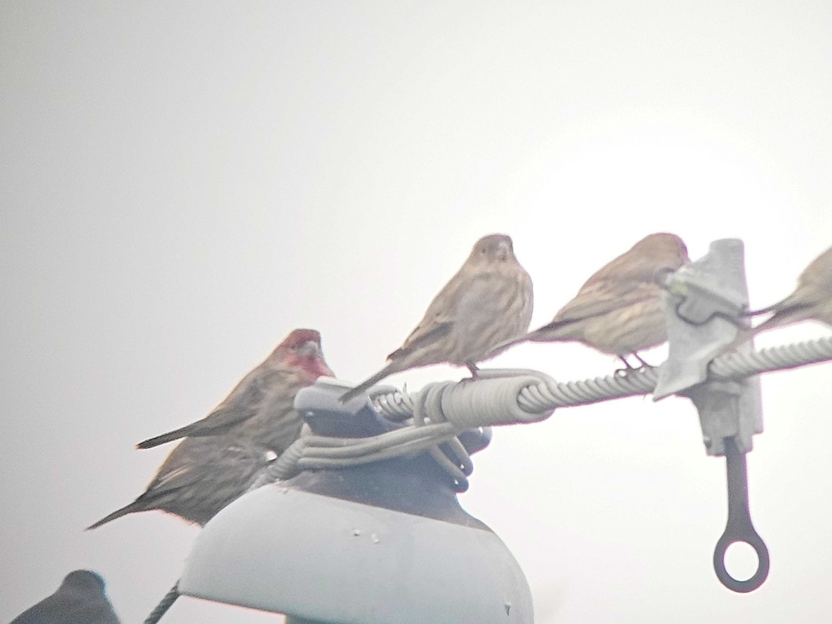House Finch - ML646501137