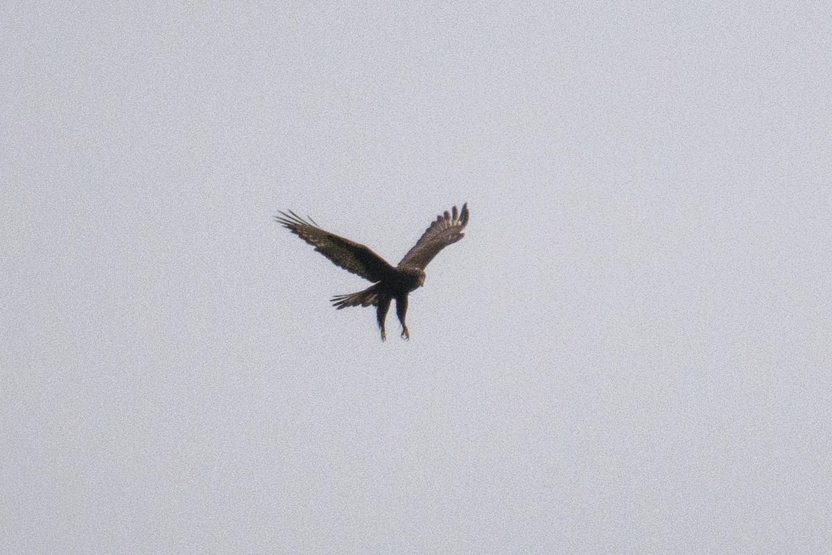 Rough-legged Hawk - ML646501141