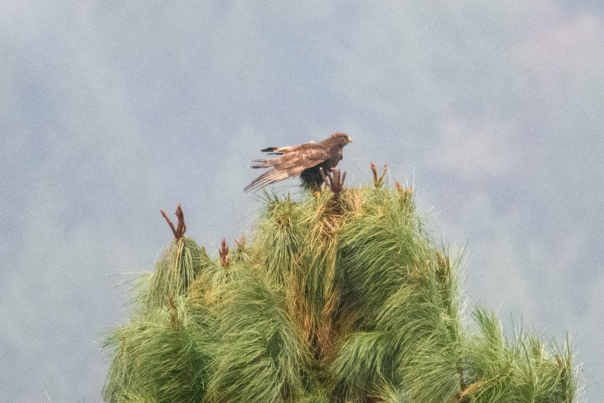 Rough-legged Hawk - ML646501142