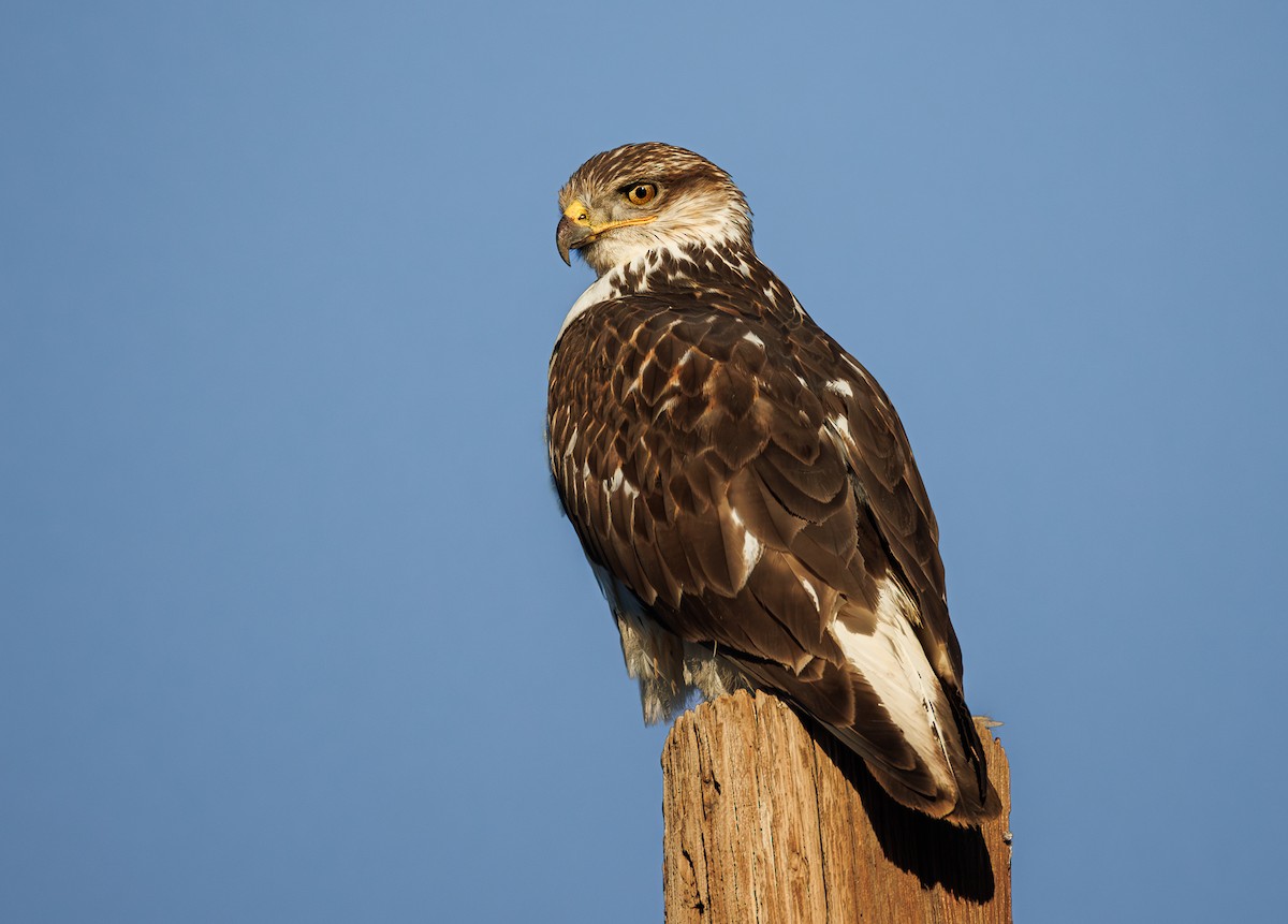 Ferruginous Hawk - ML646501143