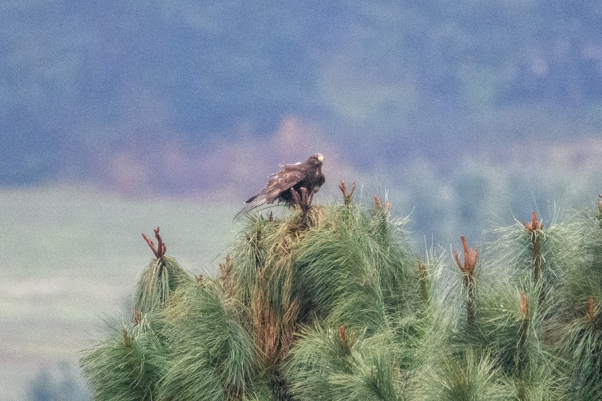 Rough-legged Hawk - ML646501144