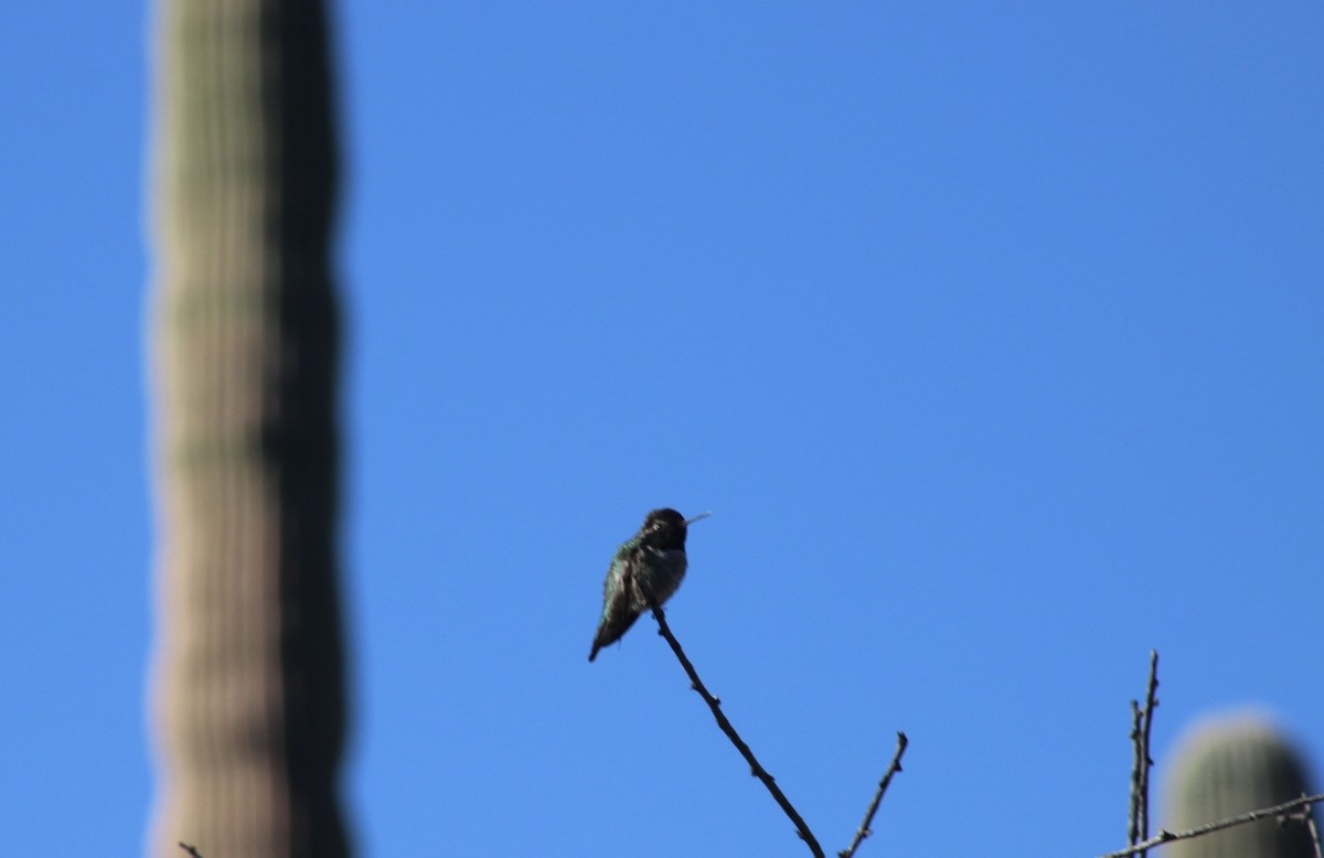 Каліпта рубіновоголова - ML646501146