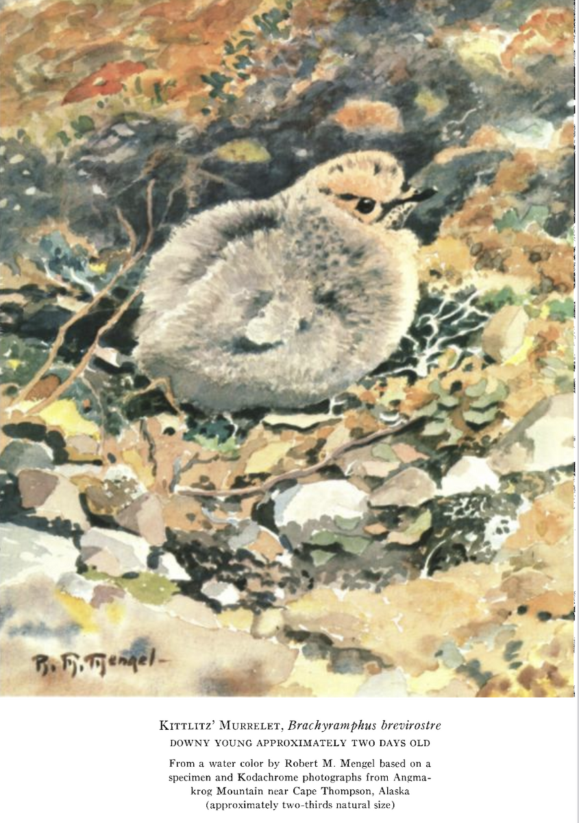 Guillemot de Kittlitz - ML646501147