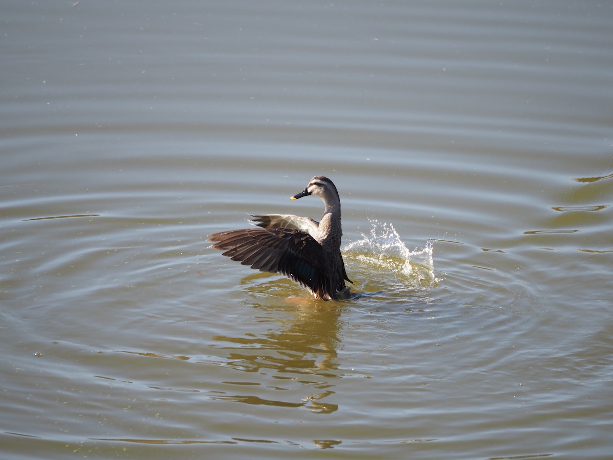 Крижень китайський - ML646501157