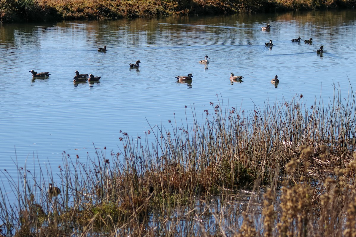 American Wigeon - ML646501158