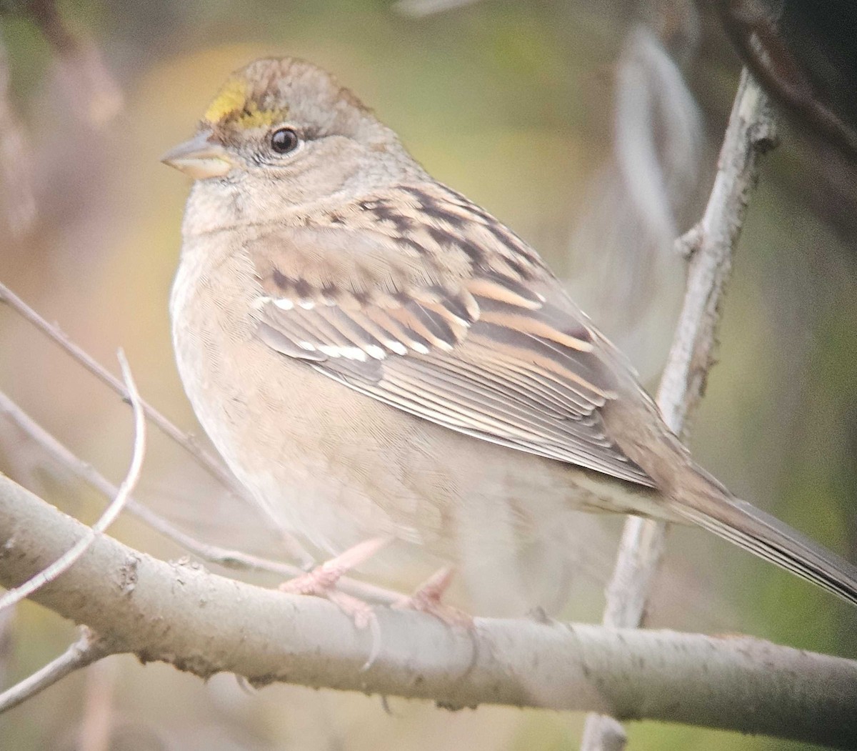 Golden-crowned Sparrow - ML646501162