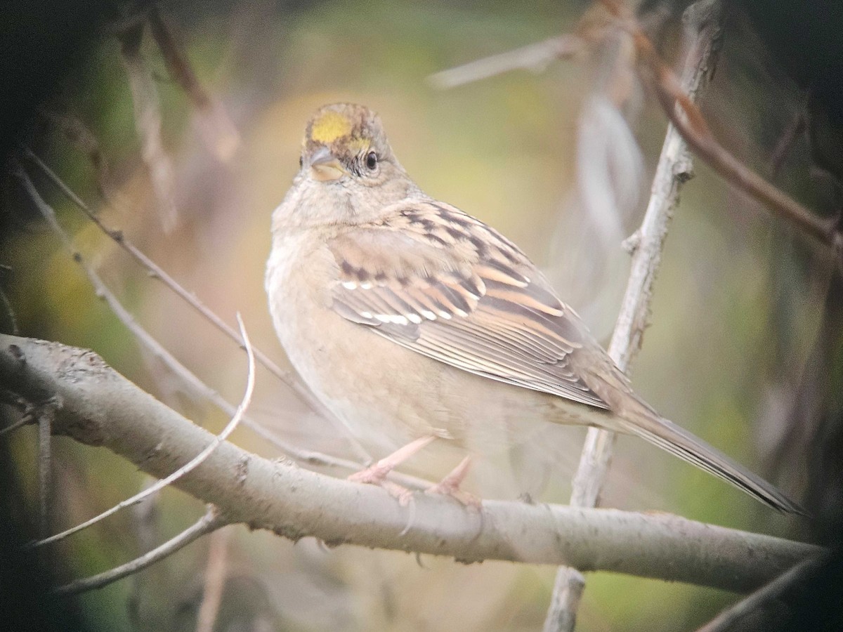 Golden-crowned Sparrow - ML646501163