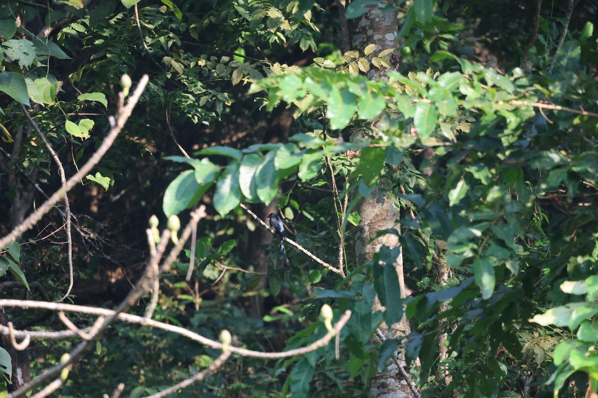 Bronzed Drongo - ML646501165