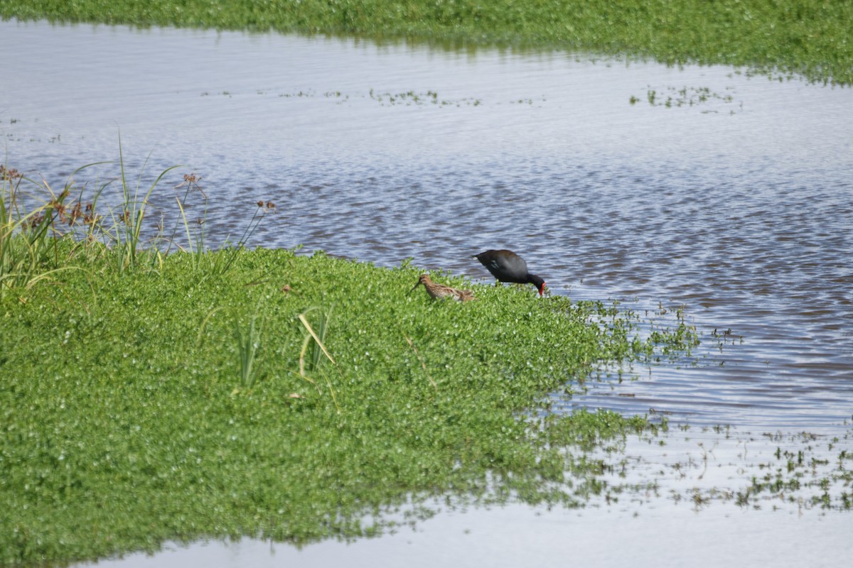 Американская камышница (sandvicensis) - ML646501166