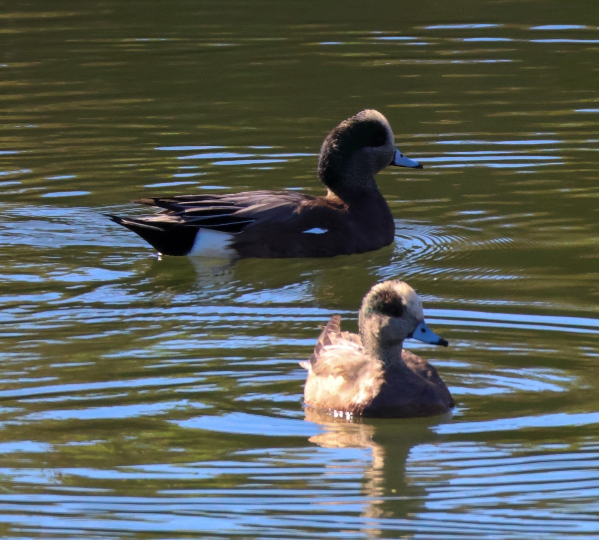 American Wigeon - ML646501168