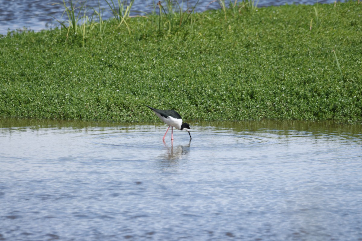 Black-necked Stilt (Hawaiian) - ML646501170