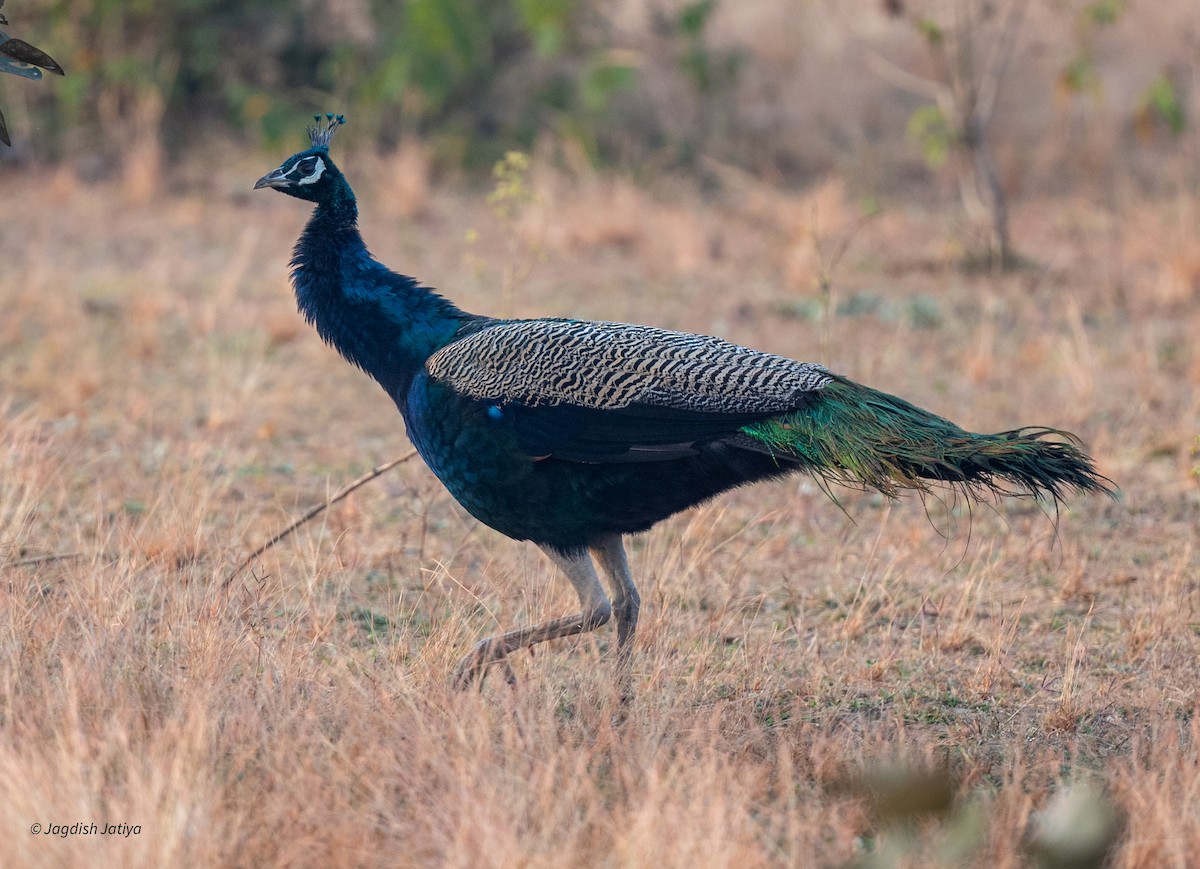 Indian Peafowl - ML646501173