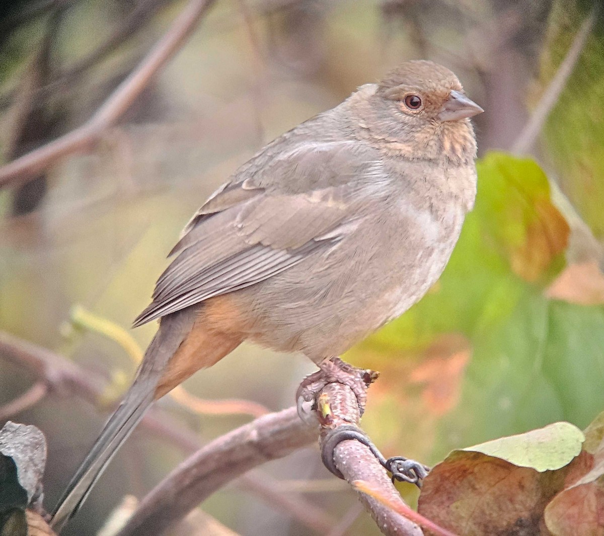 California Towhee - ML646501174