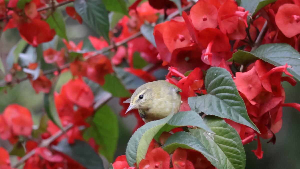 Tennessee Warbler - ML646501182