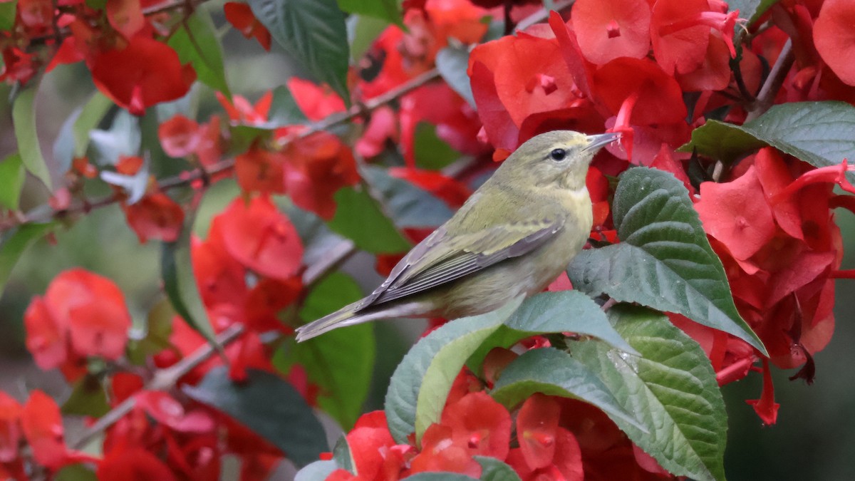 Tennessee Warbler - ML646501183
