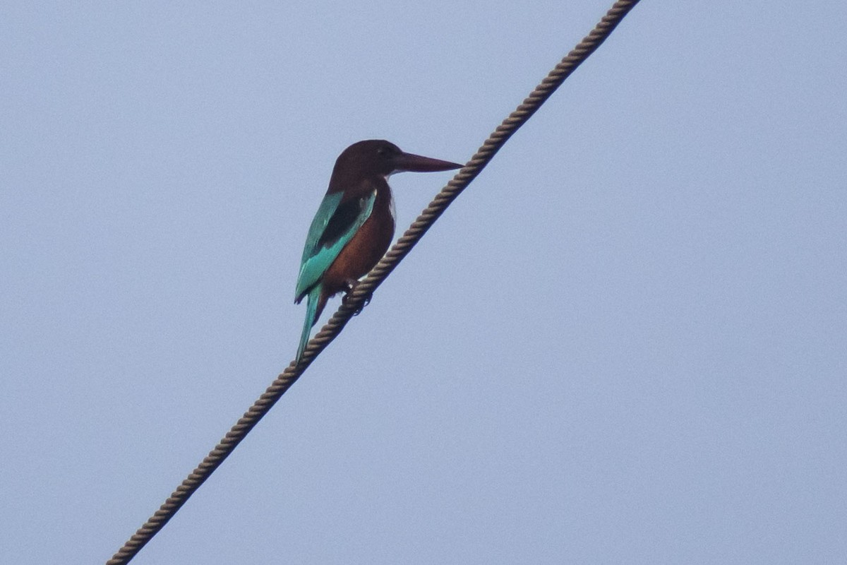 White-throated Kingfisher - ML646501184