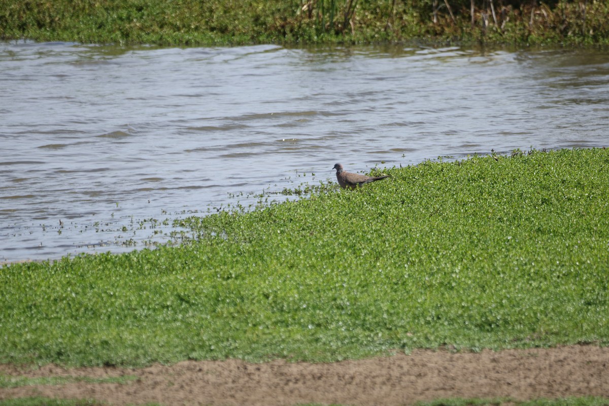 Spotted Dove - ML646501188