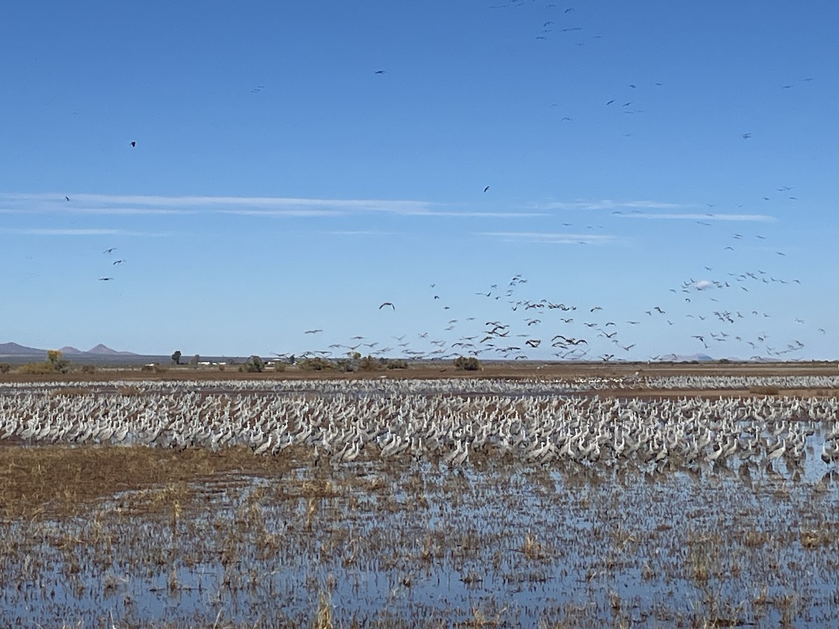 Журавель канадський - ML646501189