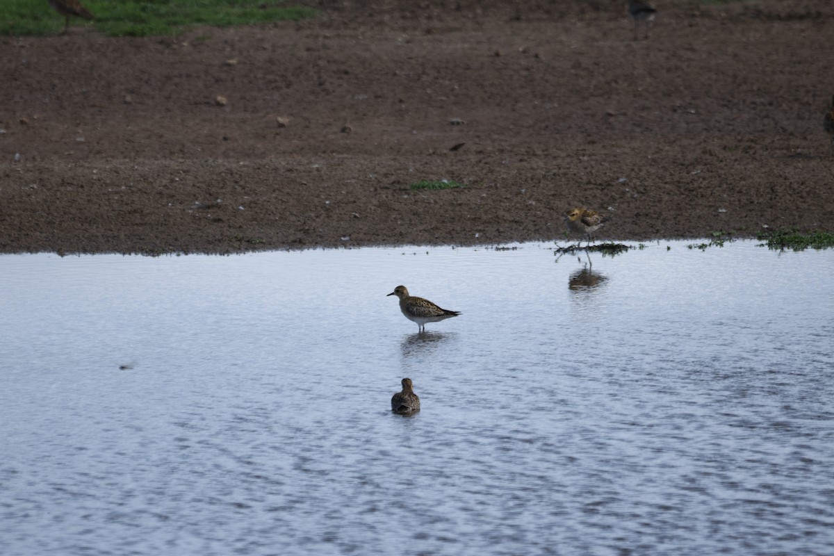 Pacific Golden-Plover - ML646501190