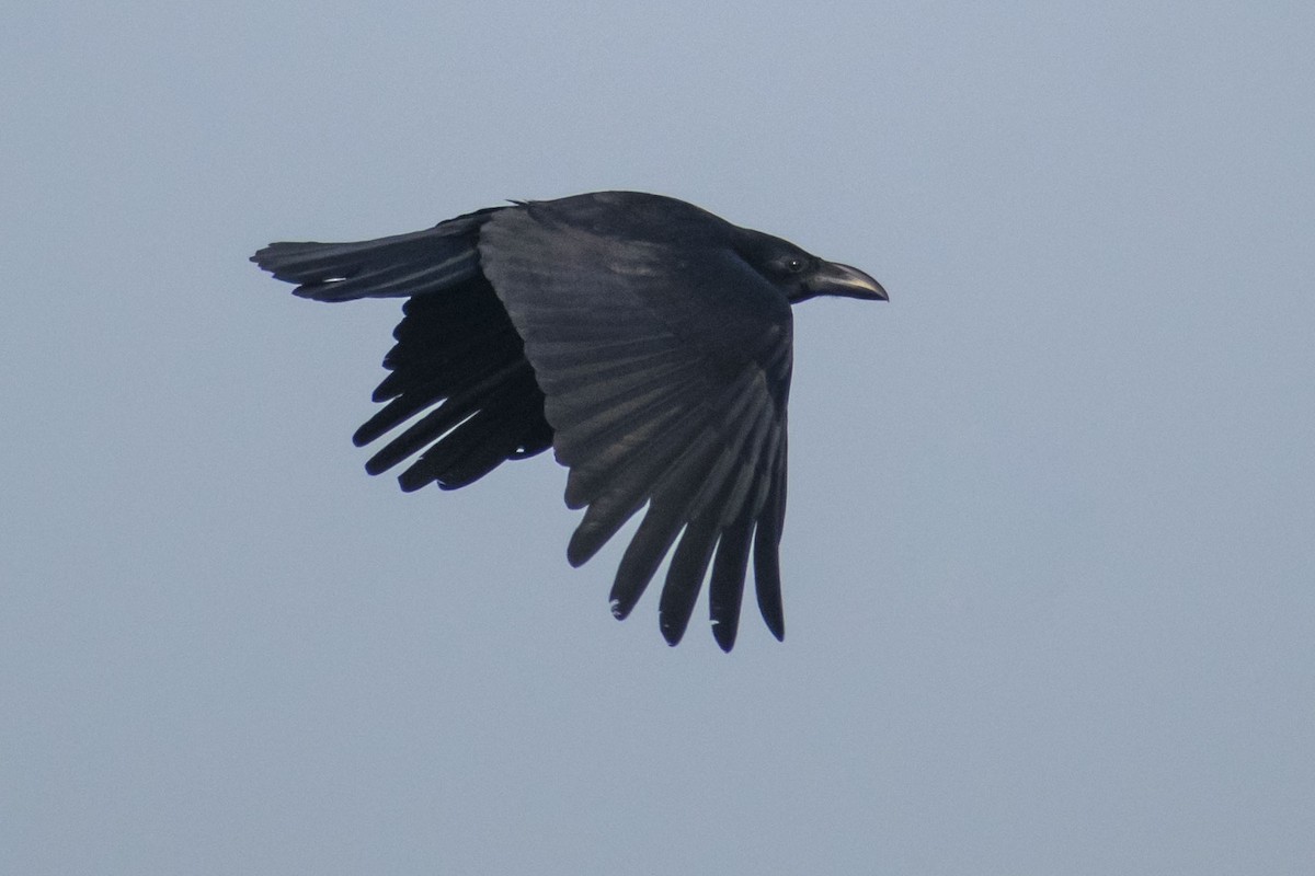 Large-billed Crow - ML646501191