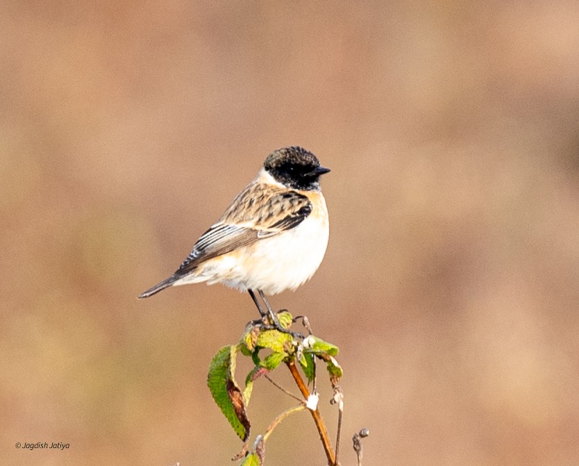 Siberian Stonechat - ML646501193