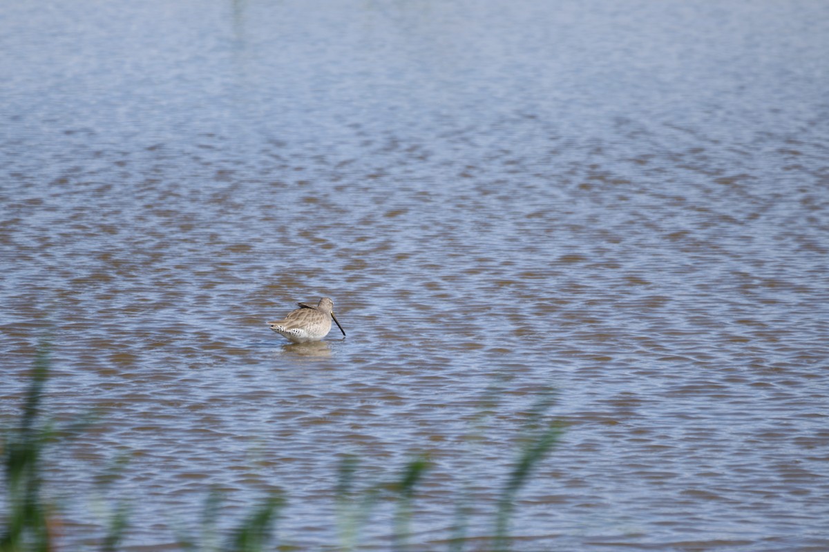 Long-billed Dowitcher - ML646501196