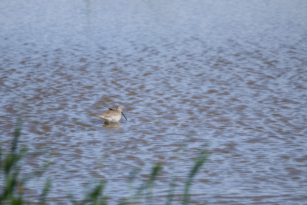 Long-billed Dowitcher - ML646501197