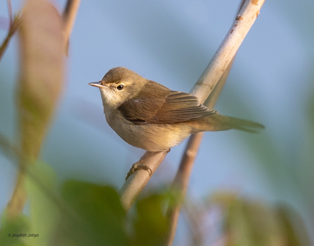 Blyth's Reed Warbler - ML646501199